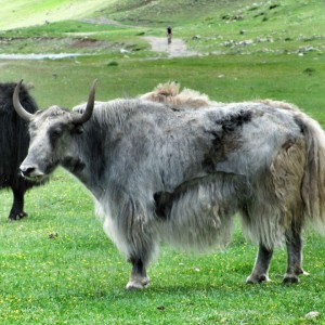 Gallery item for Wild Mongolia and Naadam. | Image by Bike Asia