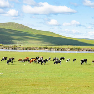 Gallery item for Inner Mongolia and Heilongjiang - Forest, Grassland and Border Towns. | Image by Bike Asia