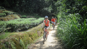 Gallery item for Fujian - Tea and Tulou. | Image by Bike Asia