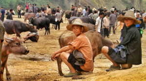 Buffalo Market - Guizhou: Hidden Hill Tribes | Image by Bike Asia