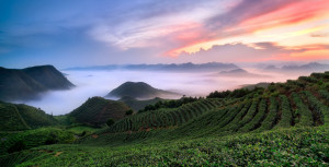 Tea Plantation Leigong Mounain - Guizhou: Hidden Hill Tribes | Image by Bike Asia