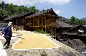 Rice Harvest - Guizhou: Hidden Hill Tribes | Image by Bike Asia